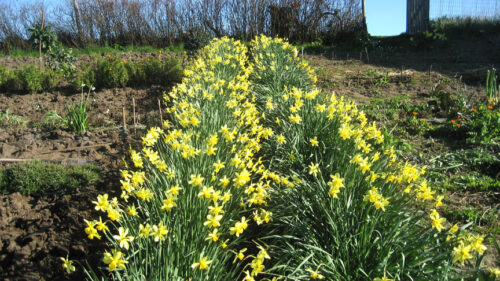 bloeiende narcissen in mijn tuin in Zonnemaire